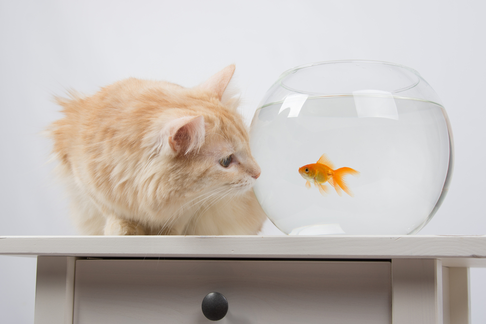 Why Do Cats Like Fish?