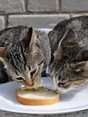 Can Cats Eat Butter? (See What The Vet Says!)