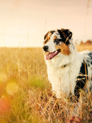 Do Australian Shepherds Shed? (Find Out Now!)