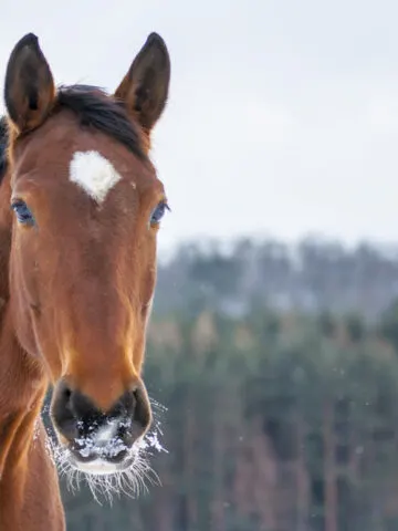 16 Different German Horse Breeds (With Photos)