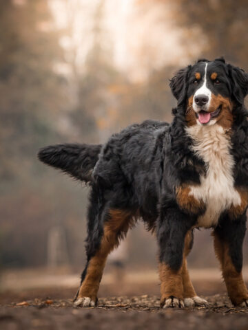 22 Tricolor Dog Breeds (With Photos)