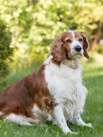 13 Dog Breeds That Start With ‘W’ (With Photos)