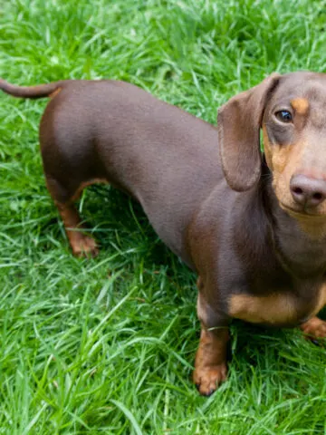 Do Dachshunds Shed? (Find Out Now!)