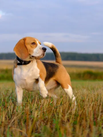 Do Beagles Shed? (Find Out Now!)