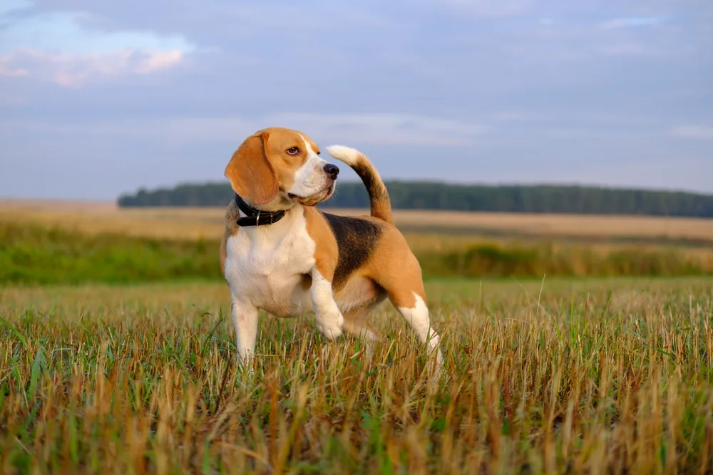Do Beagles Shed?