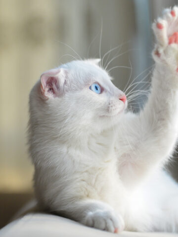 Why Do Cats Shake Their Paws? (Find Out Now!)