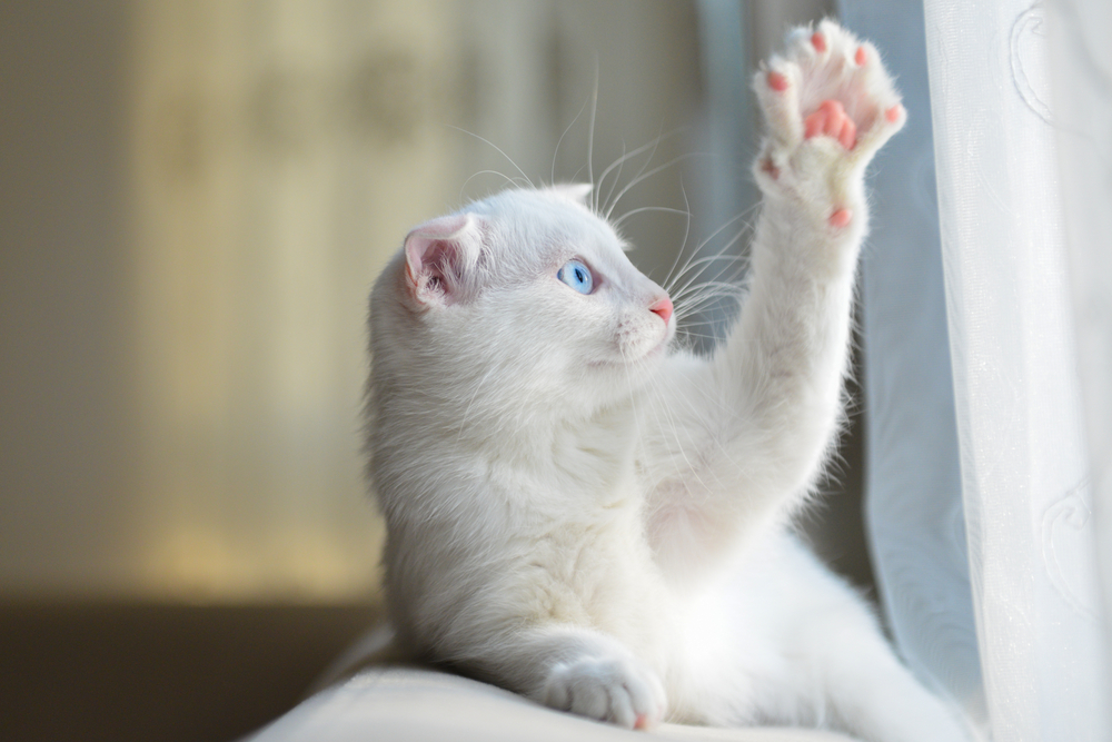 Why Do Cats Shake Their Paws?