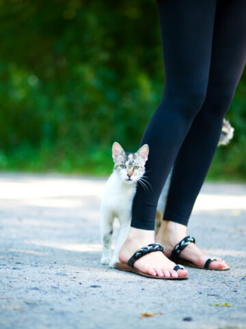 Why Do Stray Cats Rub Against Your Legs? (Find Out Now!)