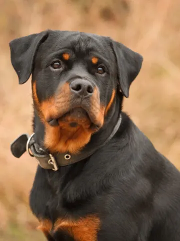 Do Rottweilers Shed? (Find Out Now!)