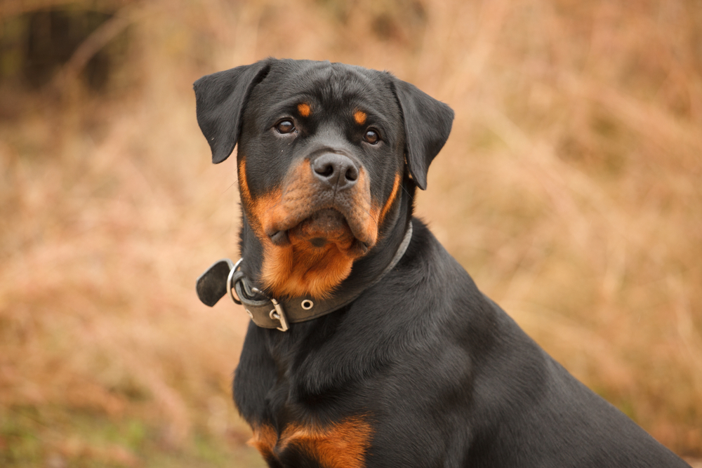 do Rottweilers shed