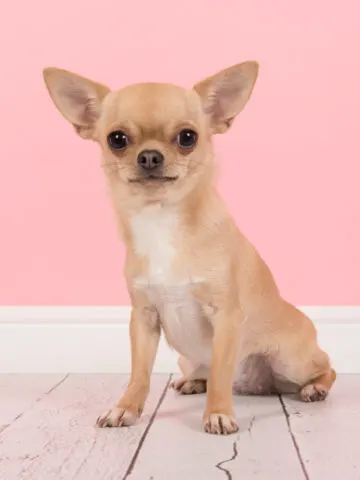 Do Chihuahuas Shed? (Find Out Now!)