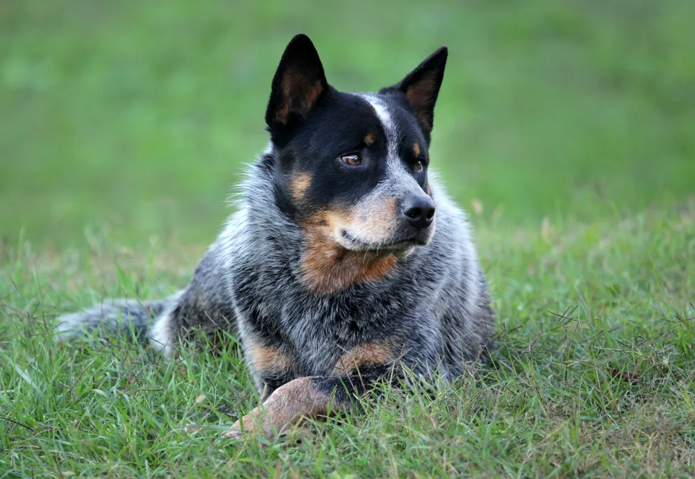 22 Tricolor Dog Breeds (With Photos) – Pet Advisers