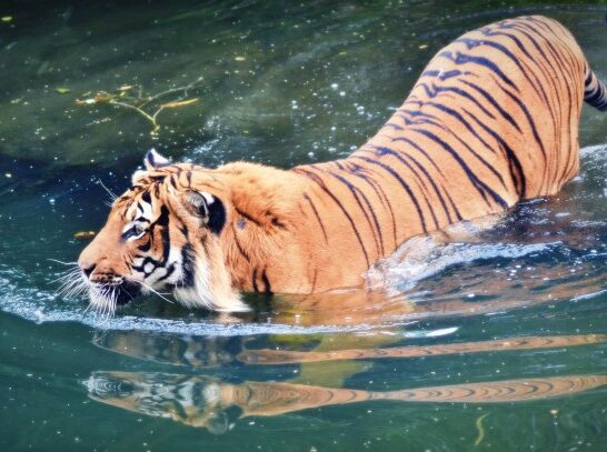 tiger-in-water