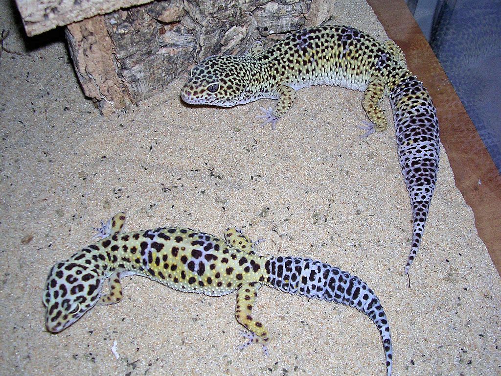 leopard-gecko-adults