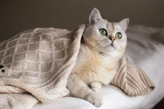 cat-covered