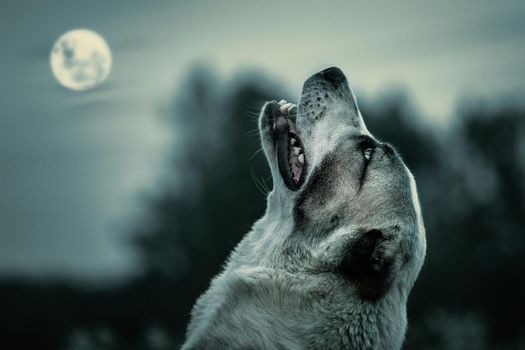 dog-howling