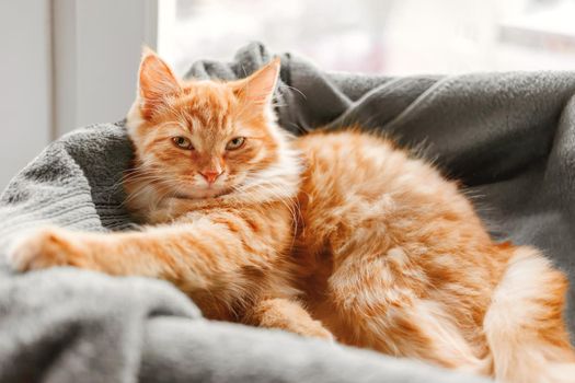 cat-on-blanket
