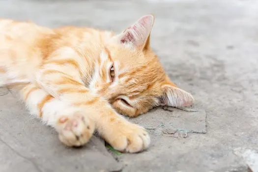 cat-lying-on-concrete