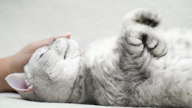 cat-lying-on-floor