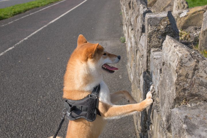 dog-scratching-wall