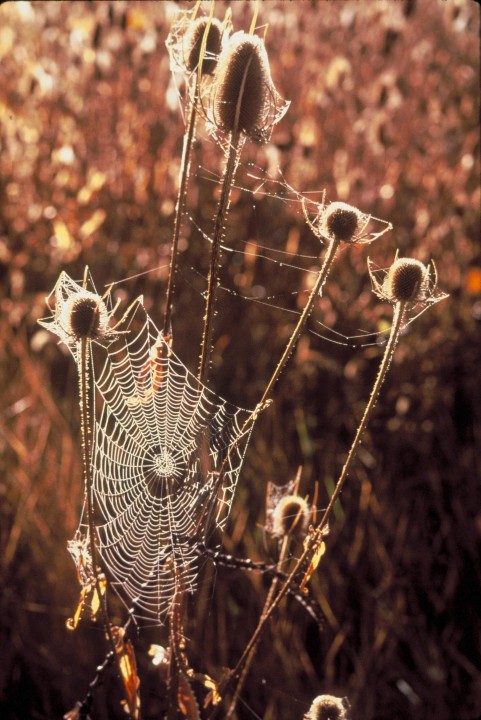 spider-web-on-plant