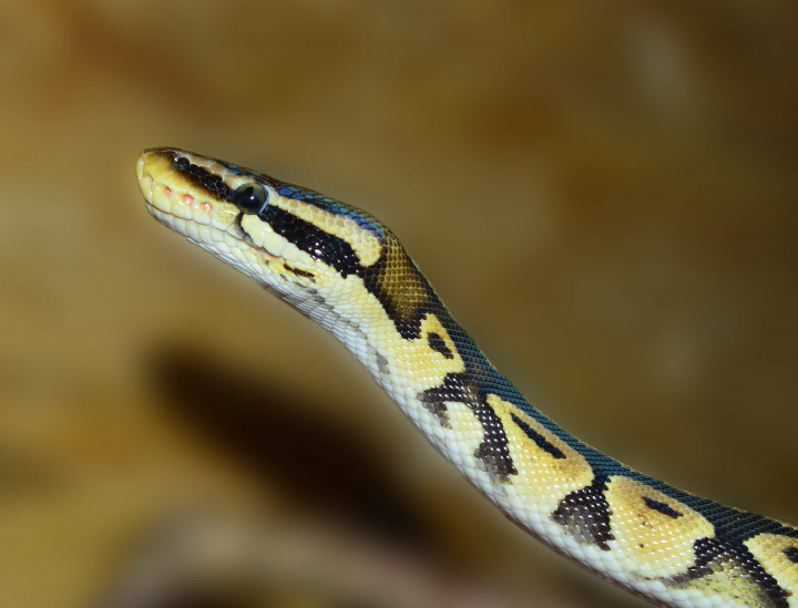 juvenile-python