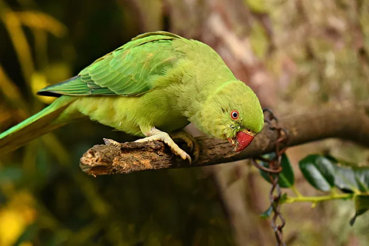parakeet-color-blind