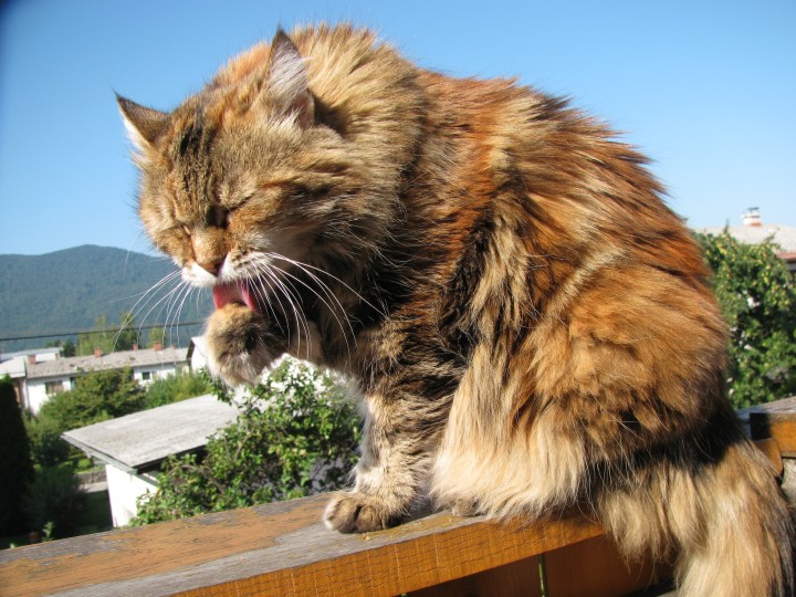 Maine-Coon-Cat-licking