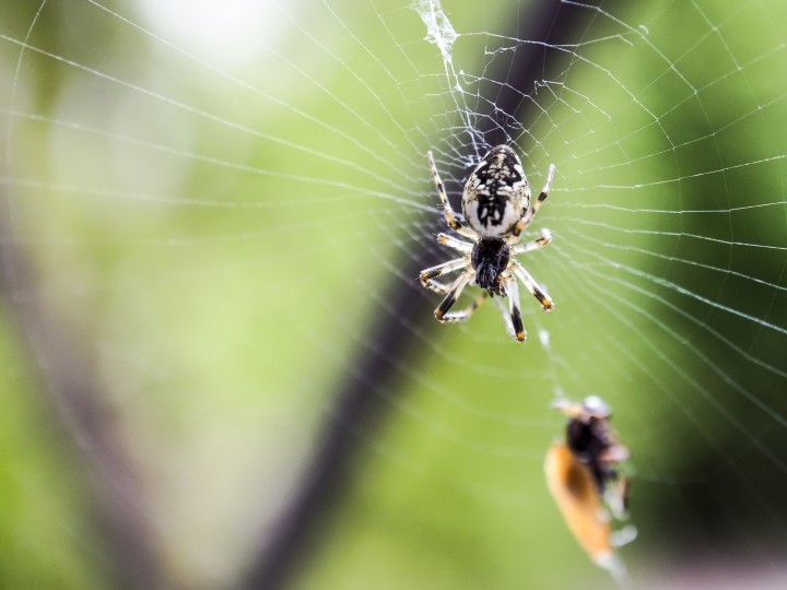 spider-on-cobweb