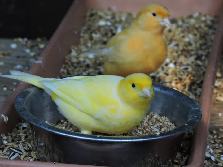 canary-pet-bird