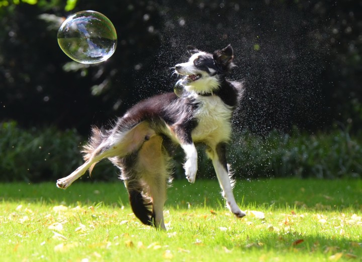 dog-and-bubble