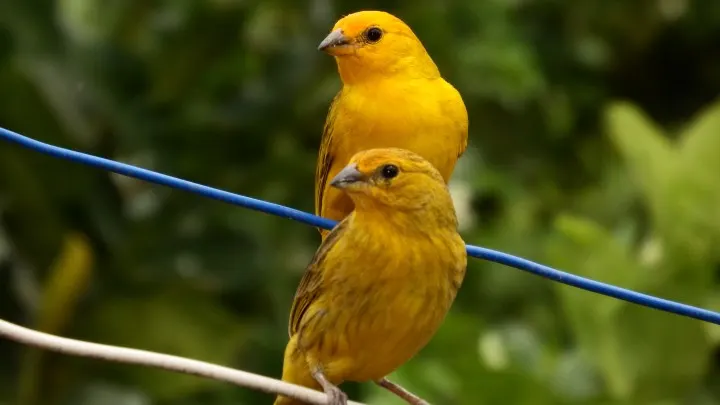 wild-canary-birds