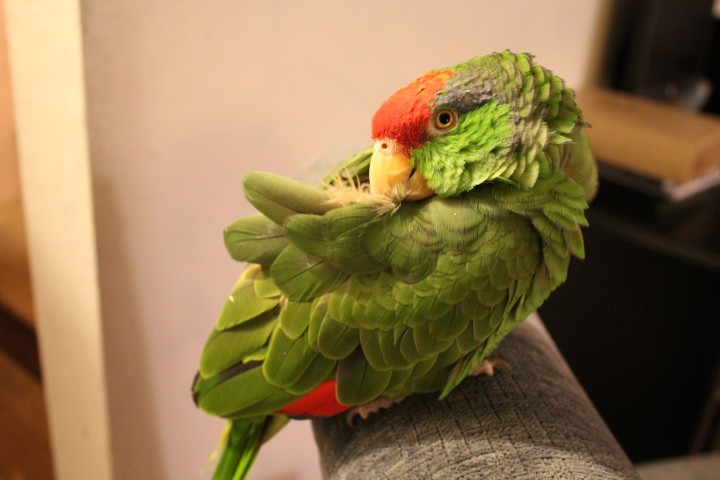 parakeet-domestic