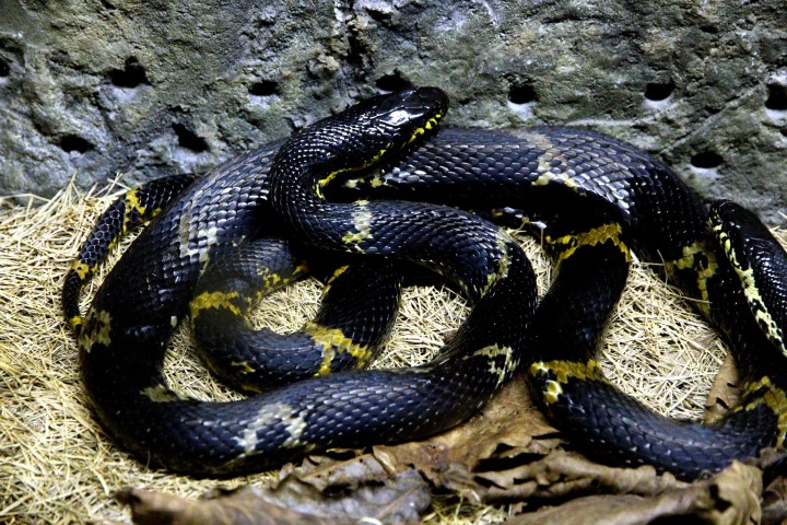 black-snake