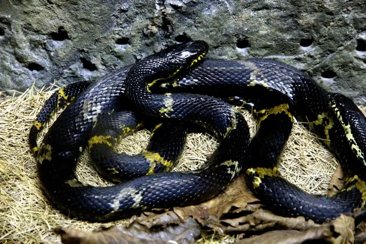 black-snake