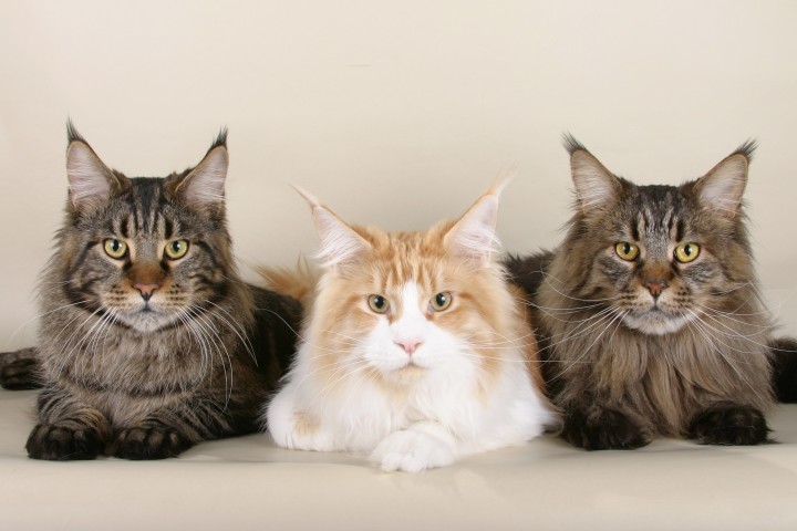pet-Maine-Coon-cats