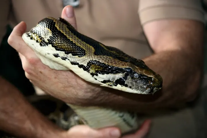 snakes-enclosure