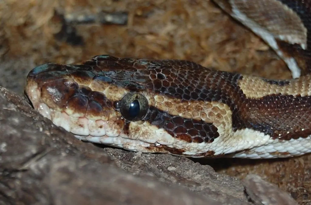 ball-python-reptile