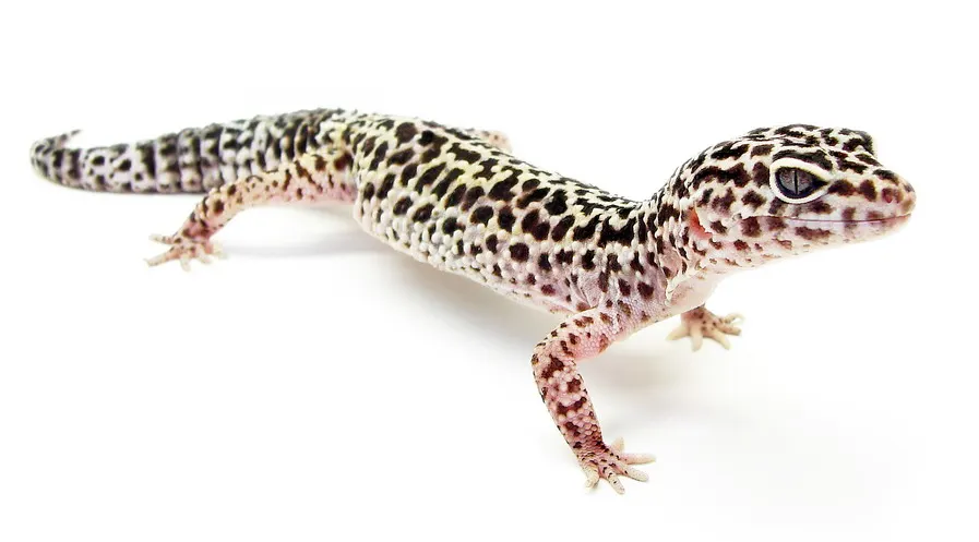 leopard-gecko-black