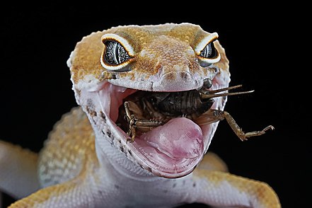 leopard-gecko-eating-insect