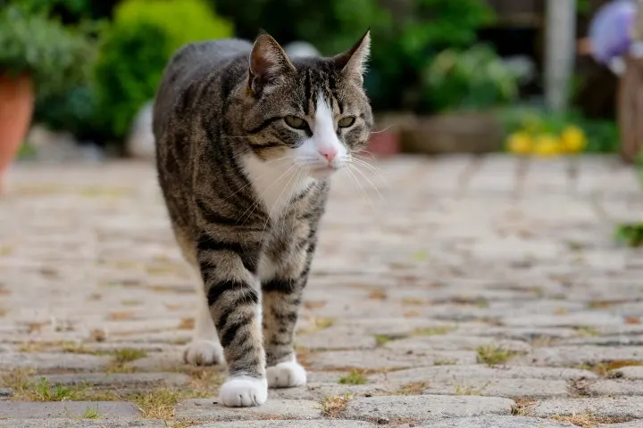 cat-walking-sideways
