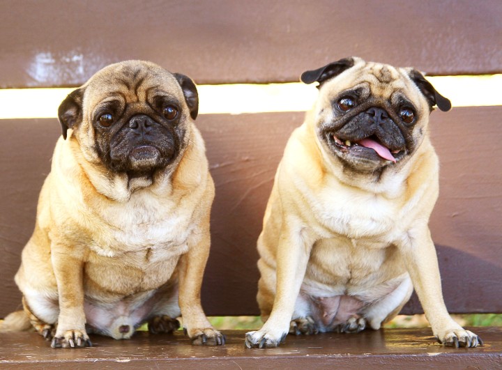 two-pugs