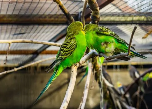 green-parakeets