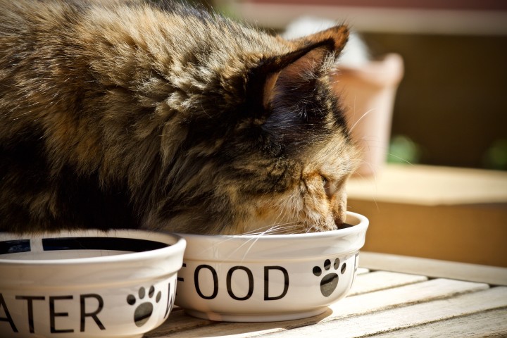 cat-eating-food