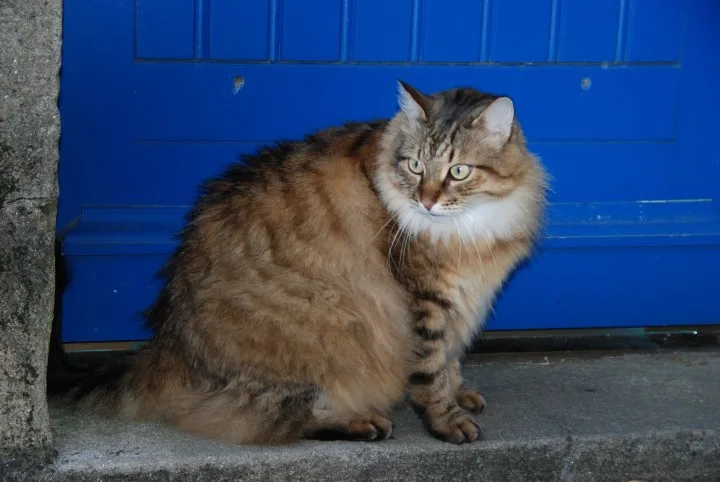 Maine- Coon-Cats