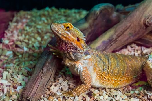  Bearded-dragon-shed