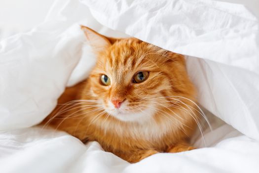 cat-between-blankets