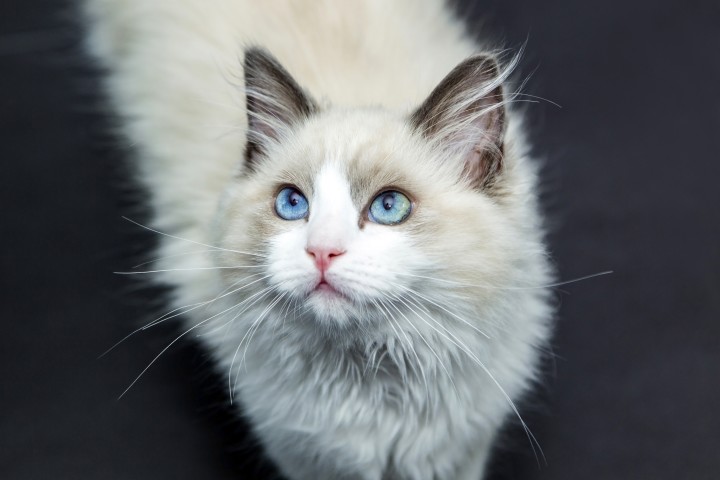 fur-coated-cat