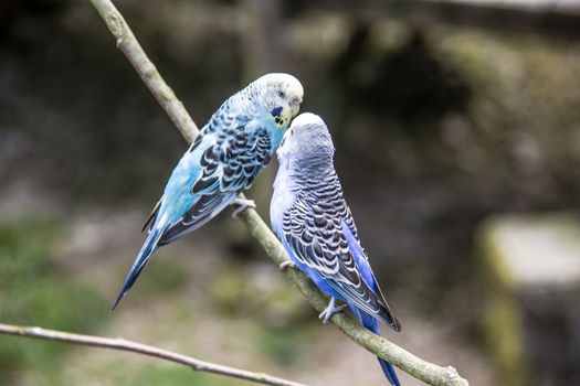 territorial-birds