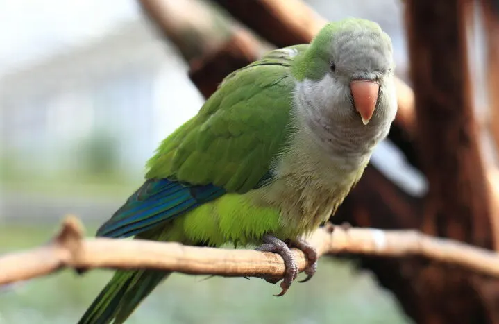 wild-parakeet